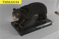 臺灣黑熊藏品圖，第11張